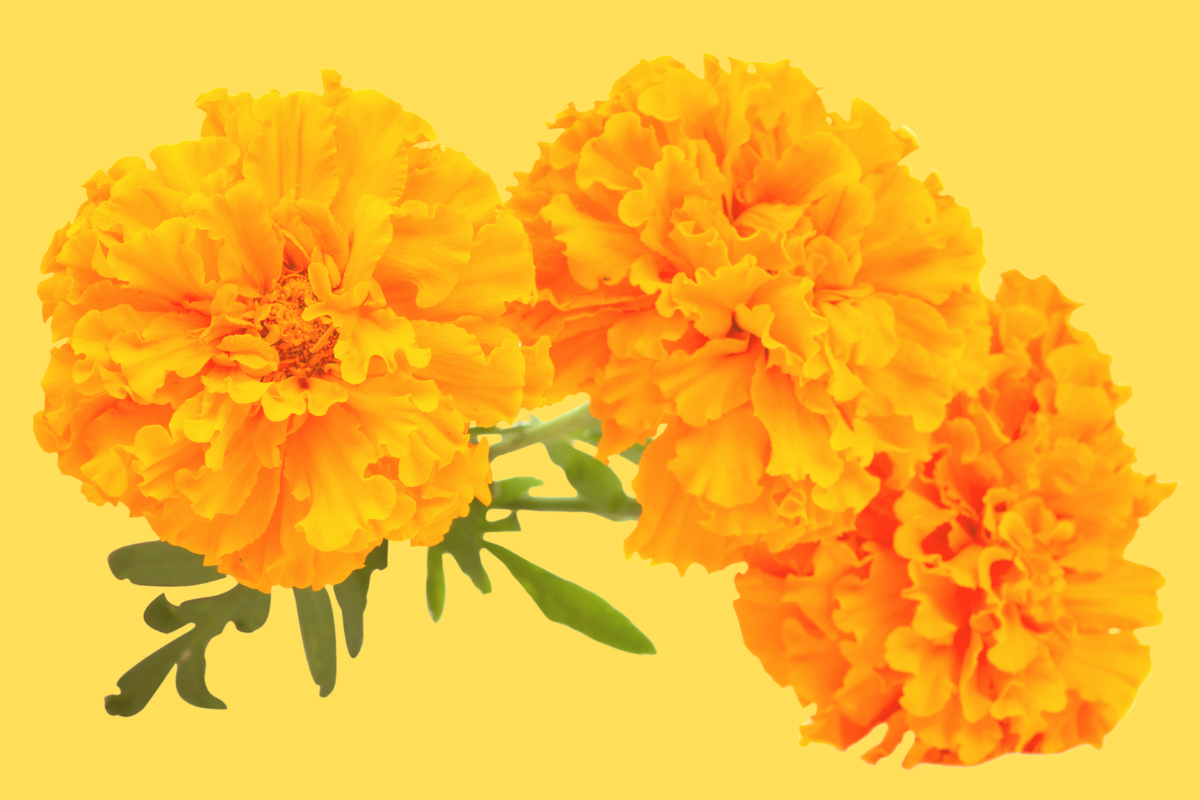 Web Image for Tickets